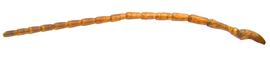   Sirex mexicanus  male antenna; photo by H. Goulet, CNC 

